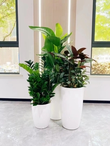 宁波江北绿化养护方案，开启绿色家园新征程