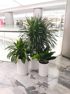 揭秘慈溪盆景租赁方案，领略别样风情！