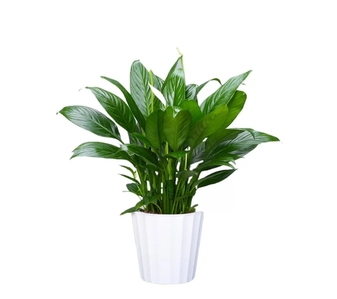 寻找宁波镇海花木租赁好去处，这篇给你指引！