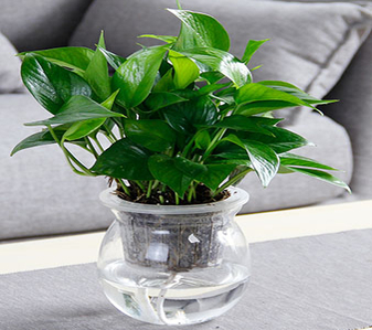 超实用！宁波鄞州花木租摆方案，轻松扮靓空间！